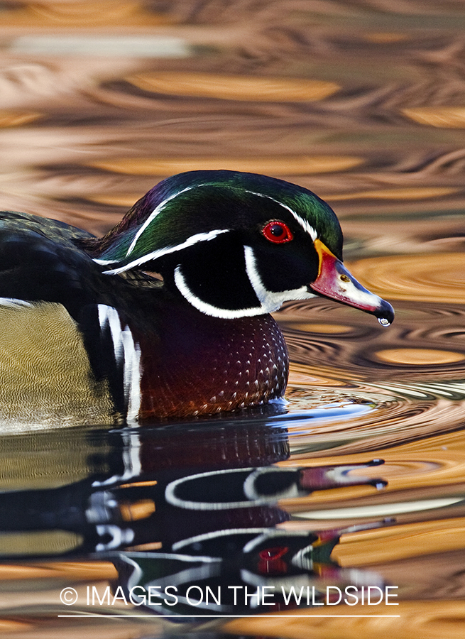 Wood Duck drake in habitat. 