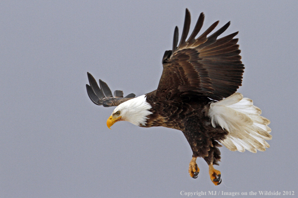 Bald eagle in flight.  
