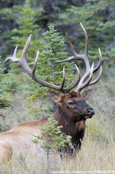 Rocky Mountain Bull Elk