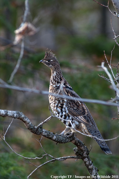 Ruffed Grouse in habitat. 