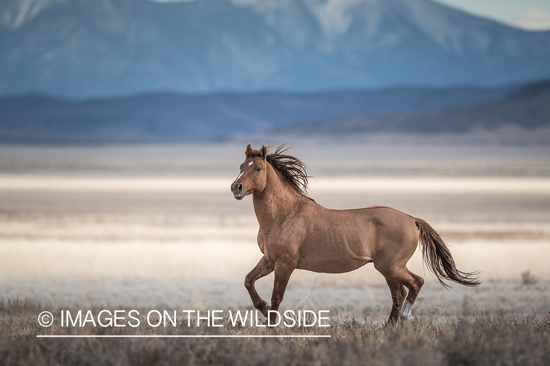Wild horse in field.