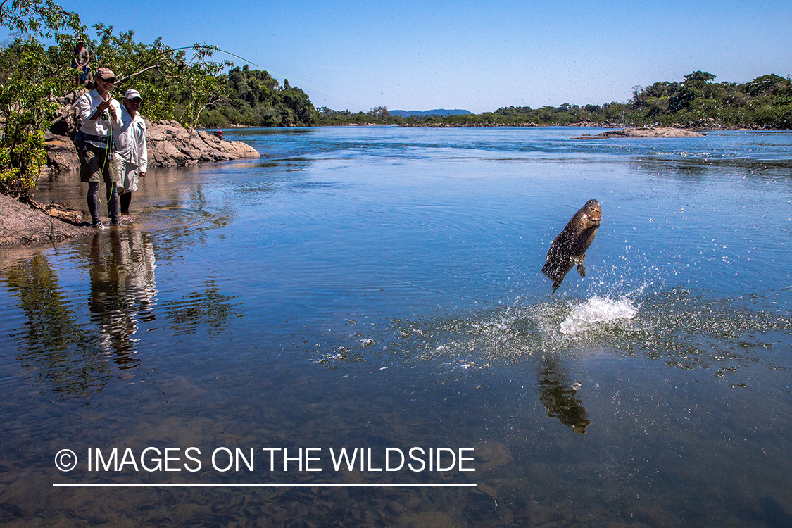 Flyfisherman fighting with wolf fish in Kendjam region, Brazil.