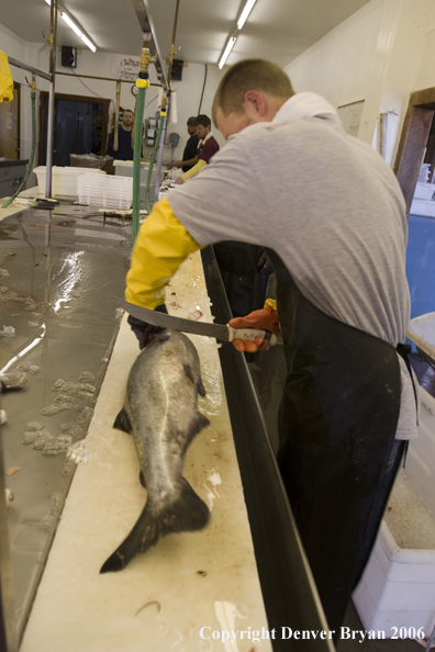 Salmon being cleaned and filleted.  