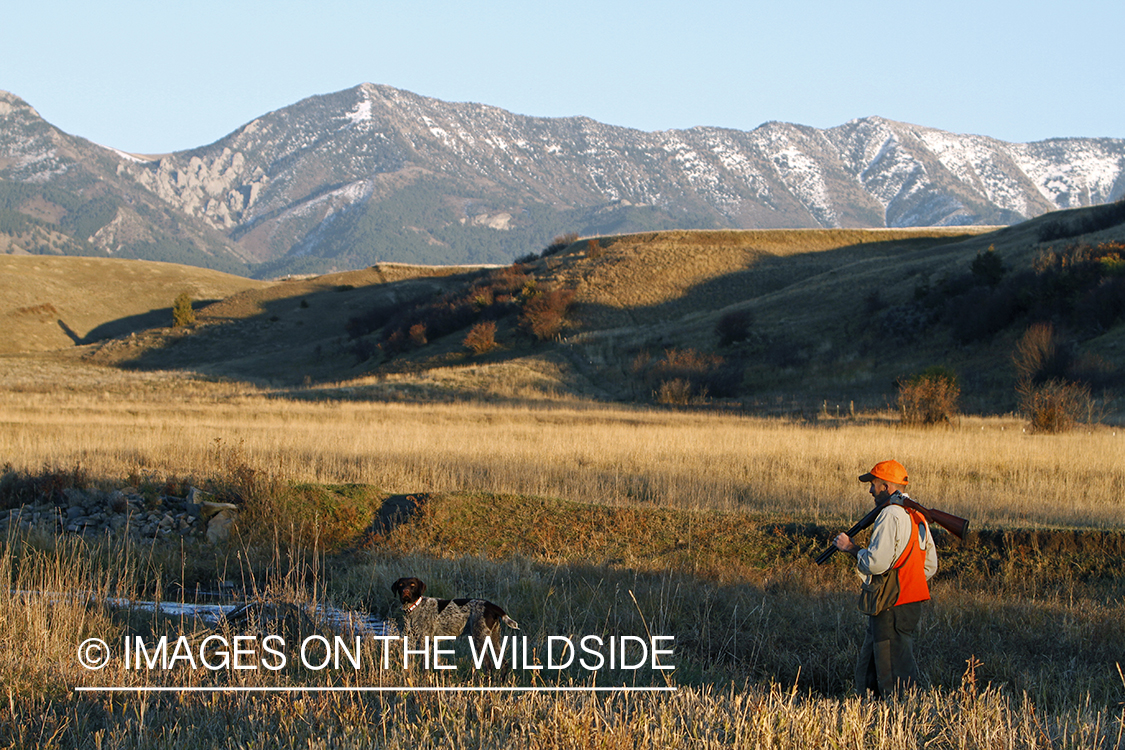 Upland game bird hunter in field with Griffon Pointer.
