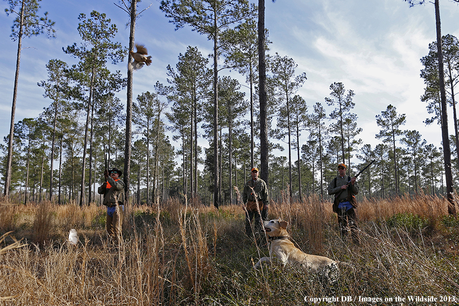 Bobwhite quail hunters shooting at flushing quail. 