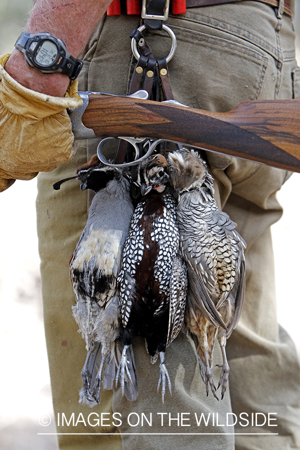 Hunter with three species of bagged quail.
