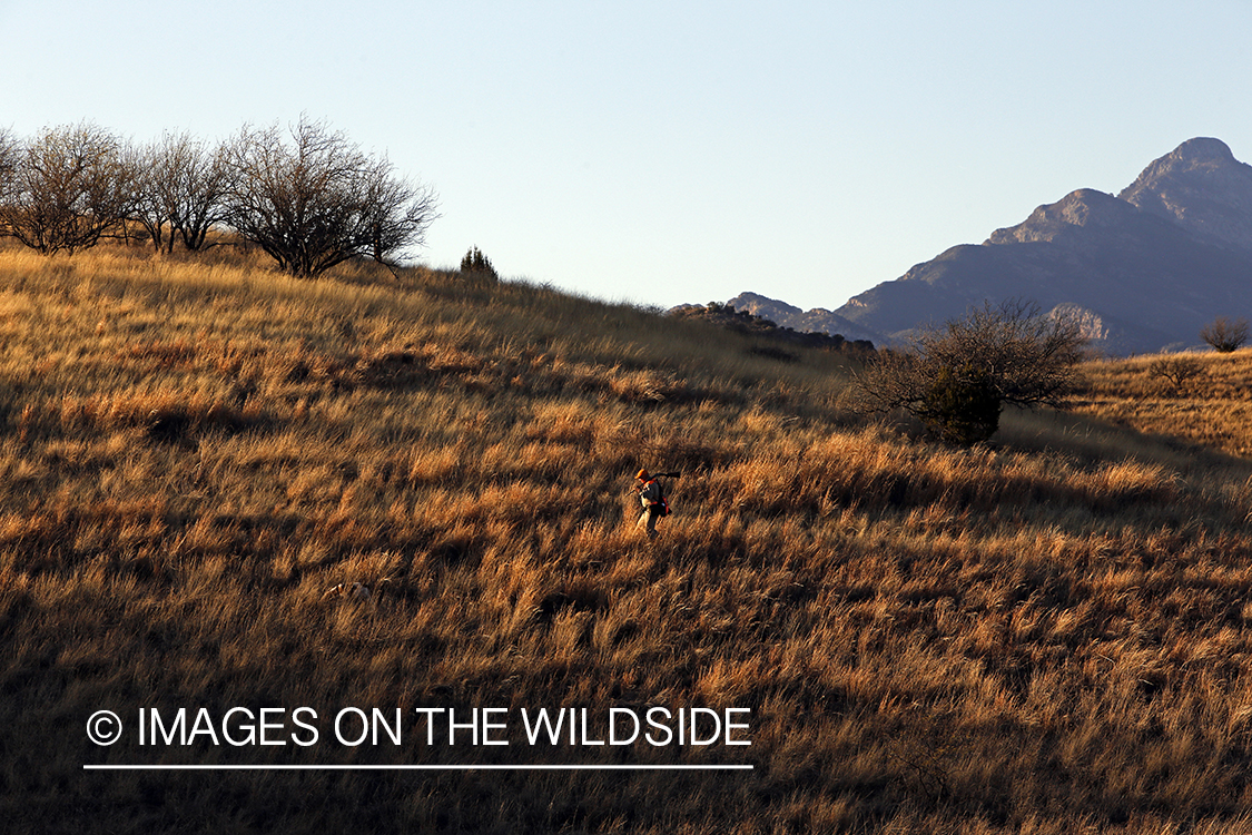 Mearns quail hunting with Brittany Spaniels.