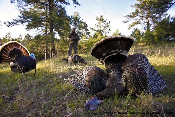 Hunter with bagged (Merriam's) turkey - decoy in bakcground
