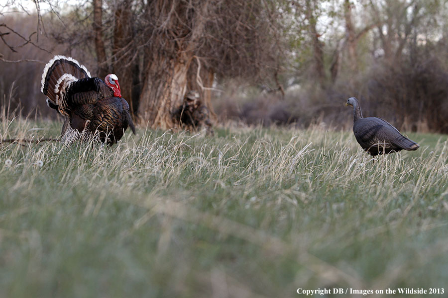 Turkey hunter shooting at gobbler with hen decoy.