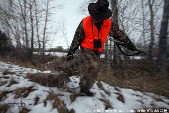 Hunter dragging downed buck. 