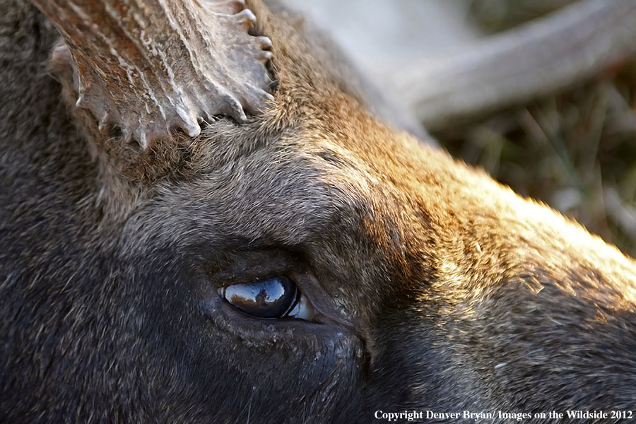 Close-up of downed bull moose.