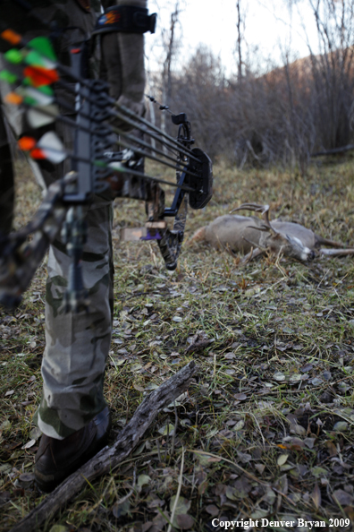 Bowhunter approaching whitetail buck.