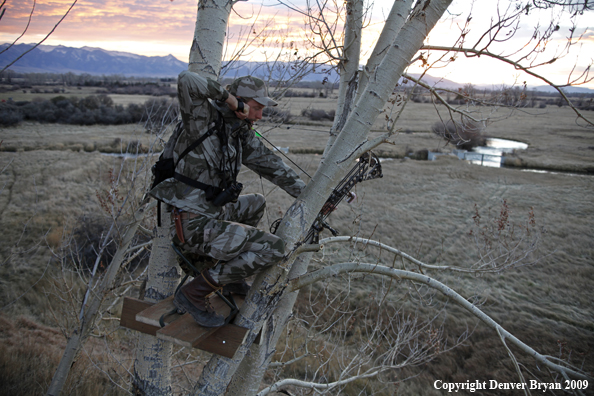 Bowhunter aiming from tree stand.