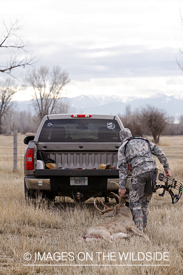 Bowhunter dragging downed white-tailed buck.