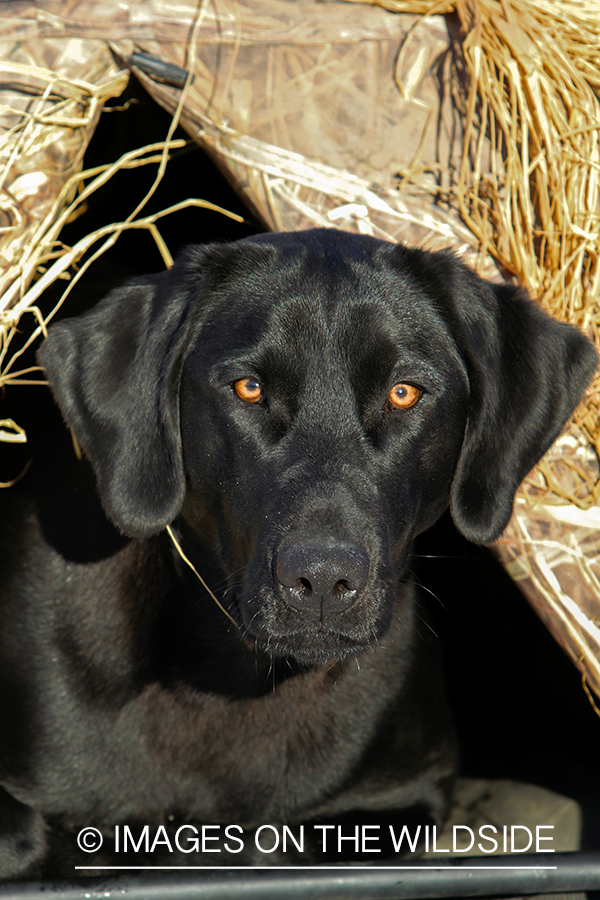 Black Labrador Retriever in field. 