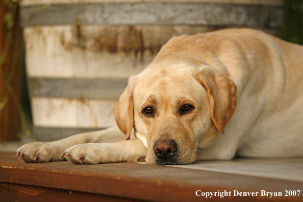 Yellow Labrador Retriever