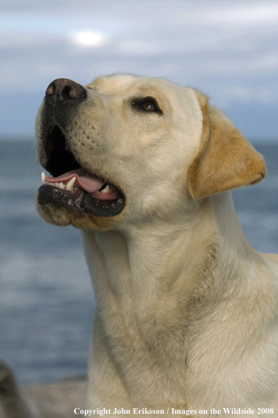 Yellow Labrador Retriever