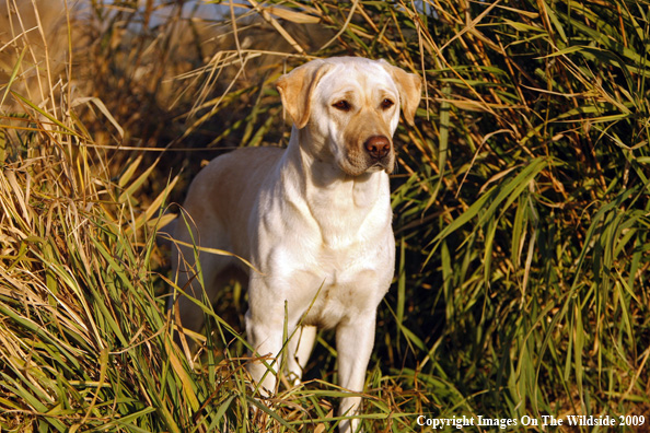 Yellow Labrador Retriever