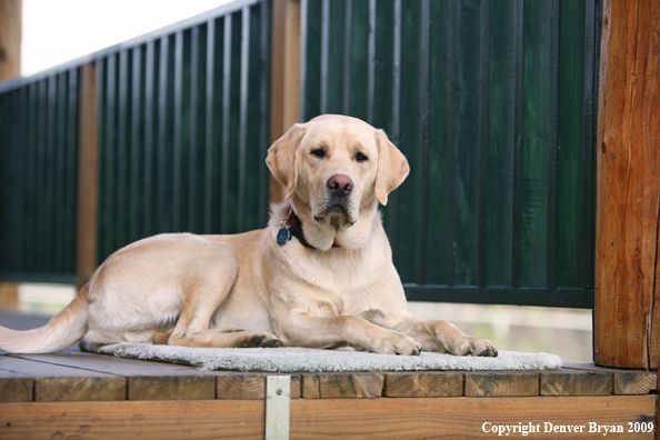 Yellow Labrador Retriever on deck