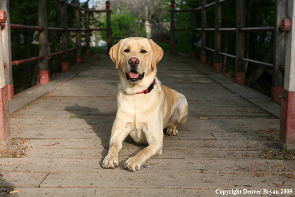 Yellow Labrador Retriever on bridge