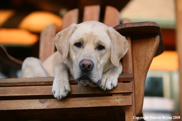 Yellow Labrador Retriever in chair