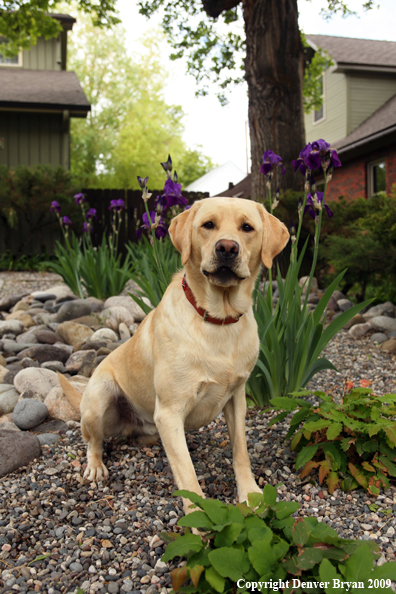 Yellow Labrador Retriever by flowers