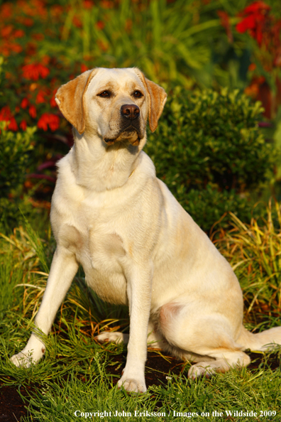 Yellow Labrador Retriever