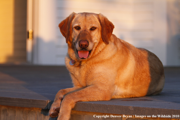 Yellow Labrador Retriever