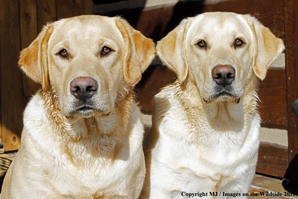 Yellow Labrador Retrievers 