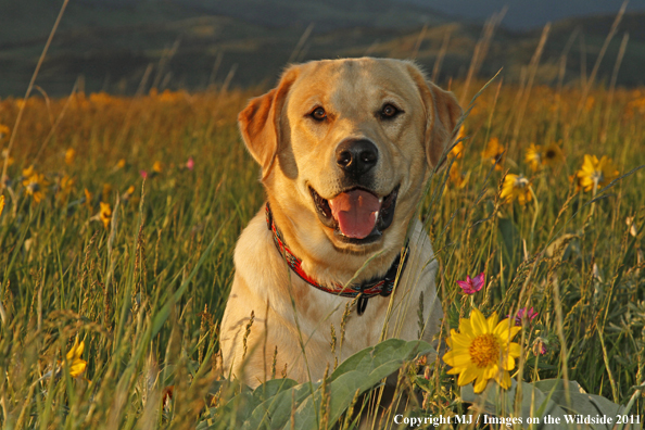 Yellow Labrador Retriever.