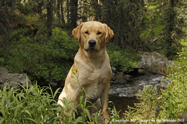 Yellow Labrador Retriever.