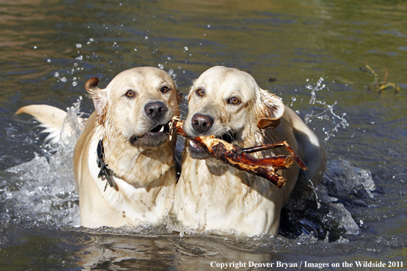 Yellow Labs retrieving stick in water. 
