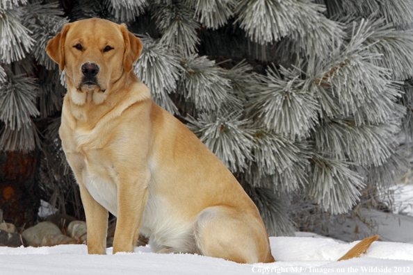 Yellow Labrador Retriever in winter. 