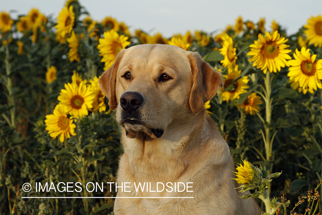 Yellow Labrador Retriever in sunflower field.