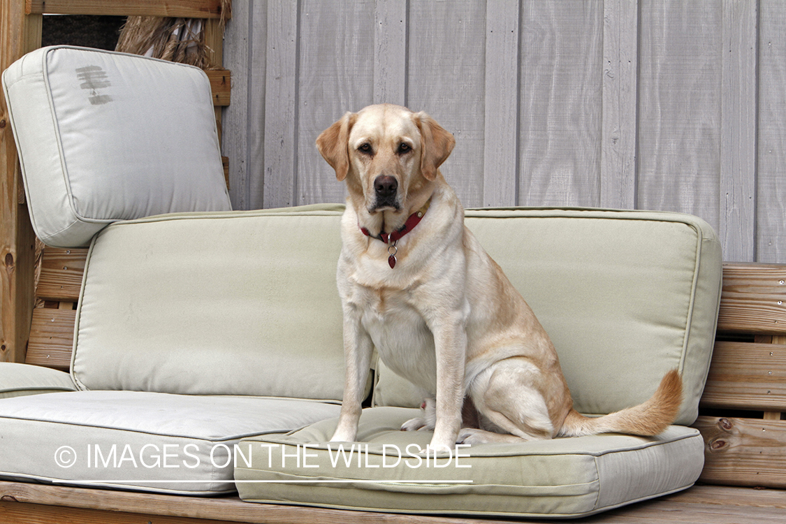 Yellow Labrador Retriever