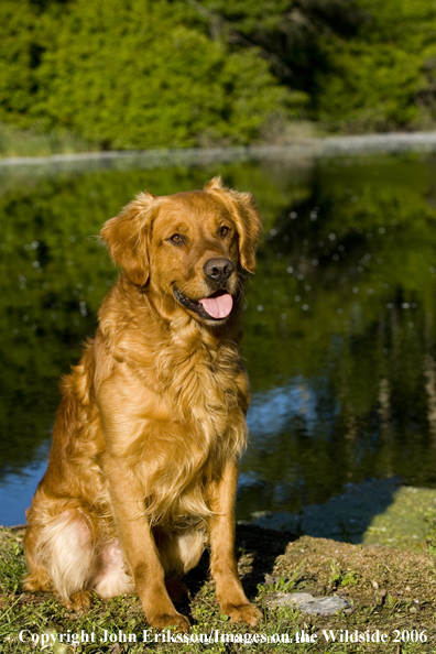 Golden Retriever