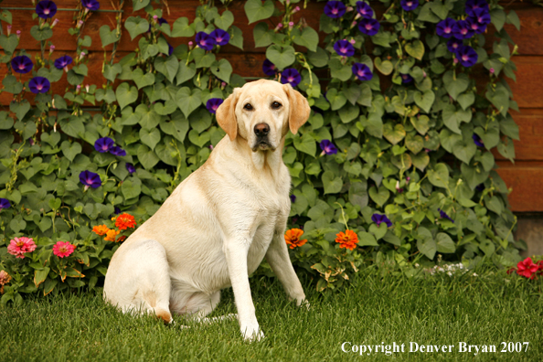 Yellow Labrador Retriever