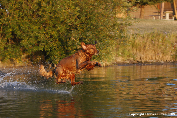 Golden Retriever jumping into the water