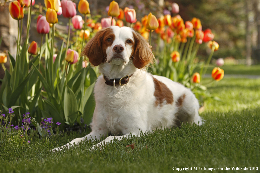 Brittany Spaniel in yard.