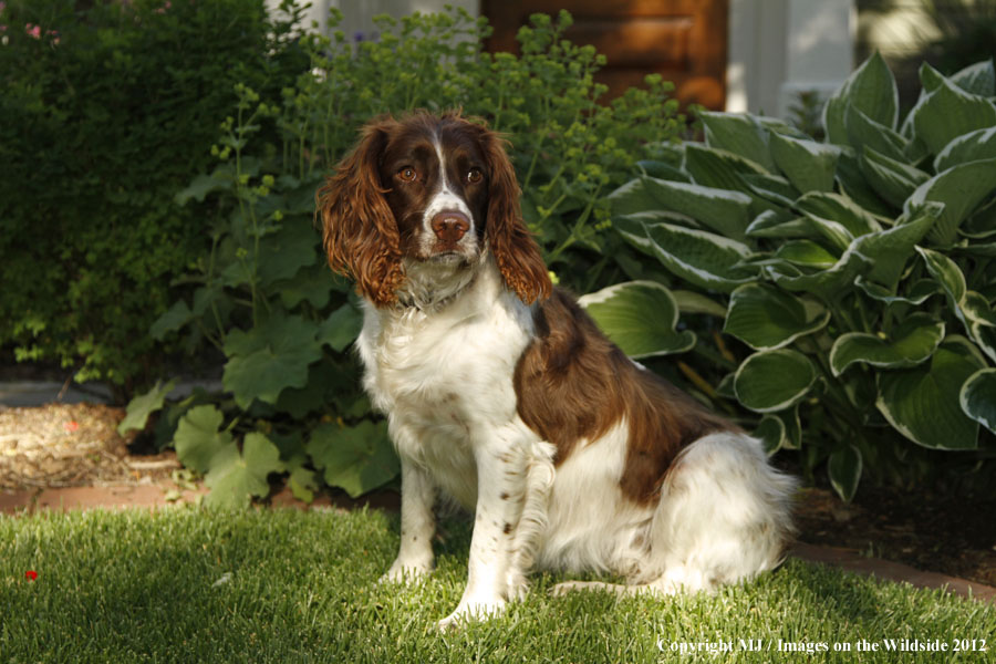 Springer Spaniel in yard.