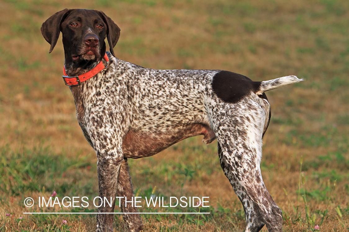 German Shorthaired Pointer
