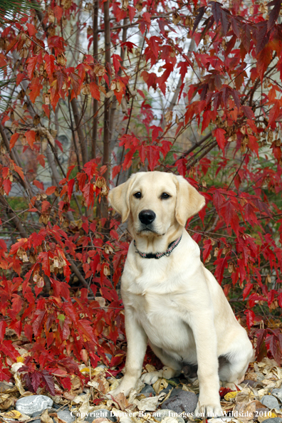 Yellow Labrador Retriever Puppy