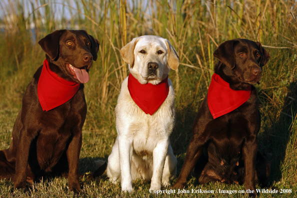 Labrador Retrievers in field