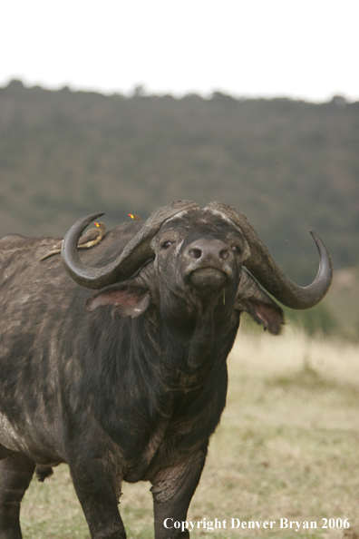 African Cape Buffalo