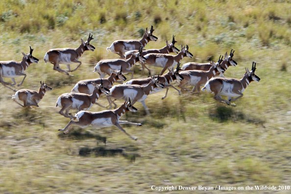 Pronghorned Antelope