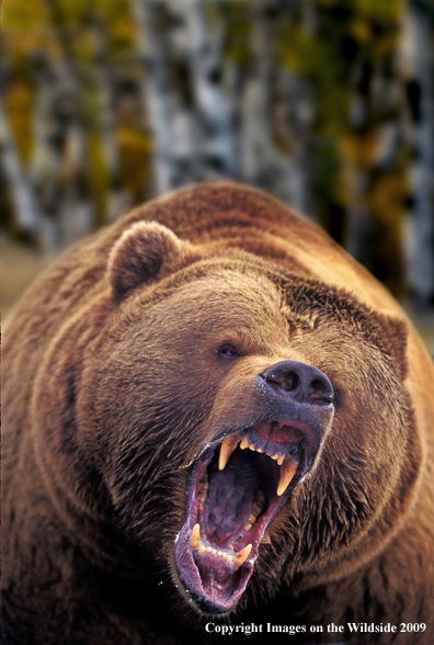 Growling Grizzly Bear