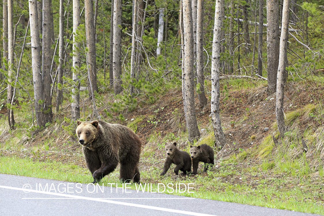 Grizzly bear sow and cubs crossing road.