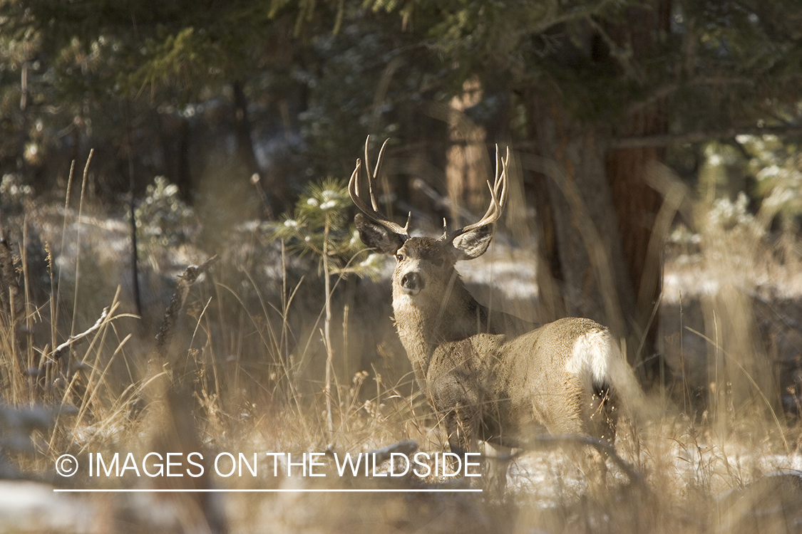 Mule deer buck in woods.