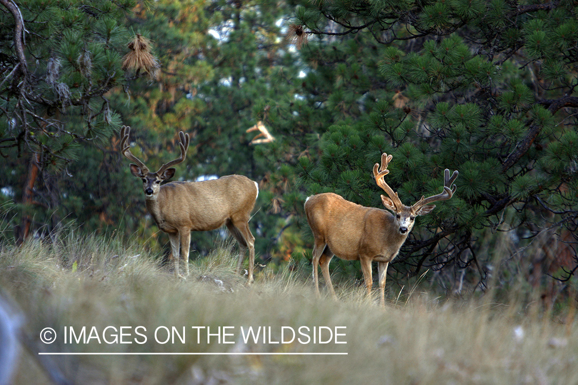 Mule Deer in Habitat