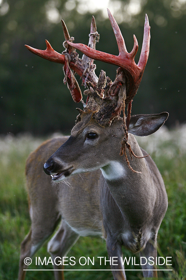 Whitetail buck shedding velvet